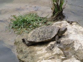 La tortuga leprosa ha sido avistada este año por primera vez en las graveras de Tolosa.
