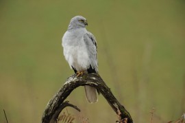 Un aguilucho pálido como este ha sido abatido en Villabona. FOTO: Ramón Arambarri