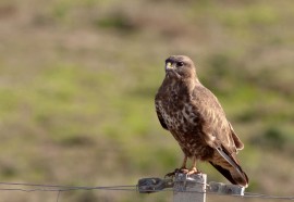 Águila ratonera. Un ejemplar de esta especie ha caído en Beizama. FOTO: José Herrero