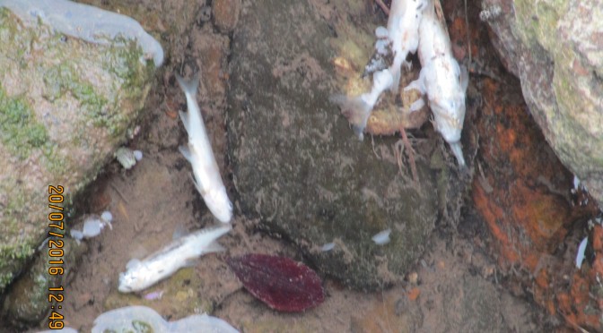Peces muertos en Mijoa erreka, como consecuencia de uno de los vertidos registrados el verano pasado.