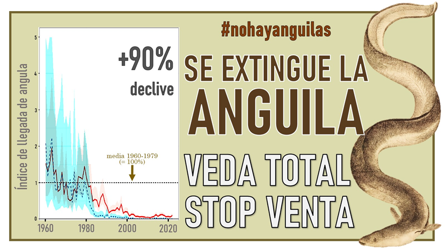GCMyWx5XUAEvAFB - Ecologistas denuncian "el nuevo intento" del Gobierno Vasco de legalizar la captura de la angula